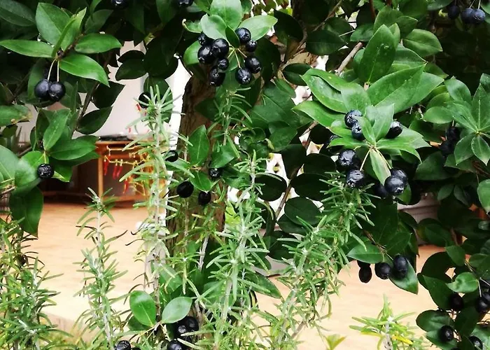 Apartamento Da Barnaba *